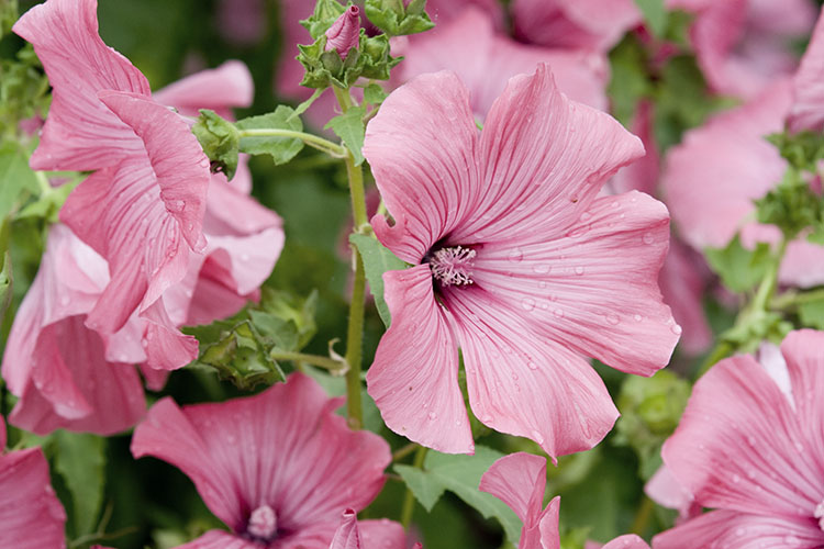 bloemen fotograaf enkhuizen